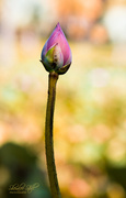 3rd Feb 2013 - Lotus bud