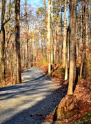 4th Feb 2013 - Wooded path
