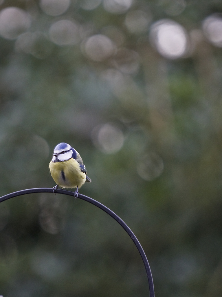 Blue Tit. by gamelee