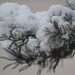 A snow covered branch by bruni