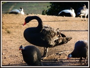 4th Feb 2013 - Black swan
