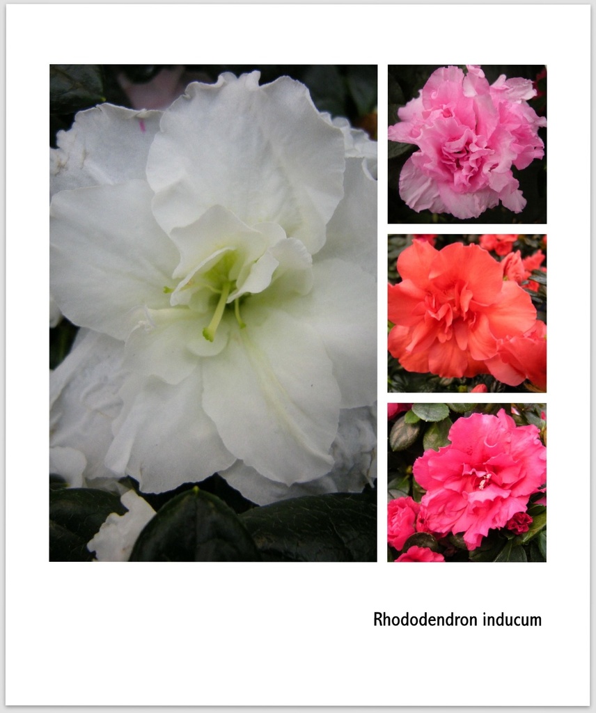 Rhododendron  indicum  by pyrrhula