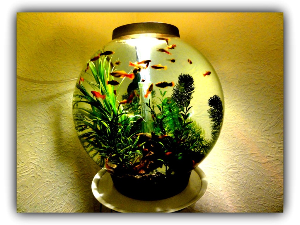 A bowl full o' fish !! by beryl