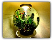 4th Feb 2013 - A bowl full o' fish !!