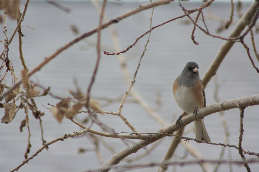 Junco by aecasey