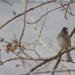 Junco by aecasey