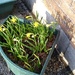 First daffodils by jennymdennis