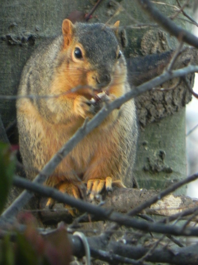 Look! A Squirrel!  by mej2011