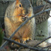 Look! A Squirrel!  by mej2011