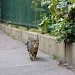 Le chaton by parisouailleurs