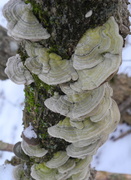 4th Feb 2013 - Tree with mushrooms