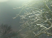 28th Jan 2013 - More snowy trees