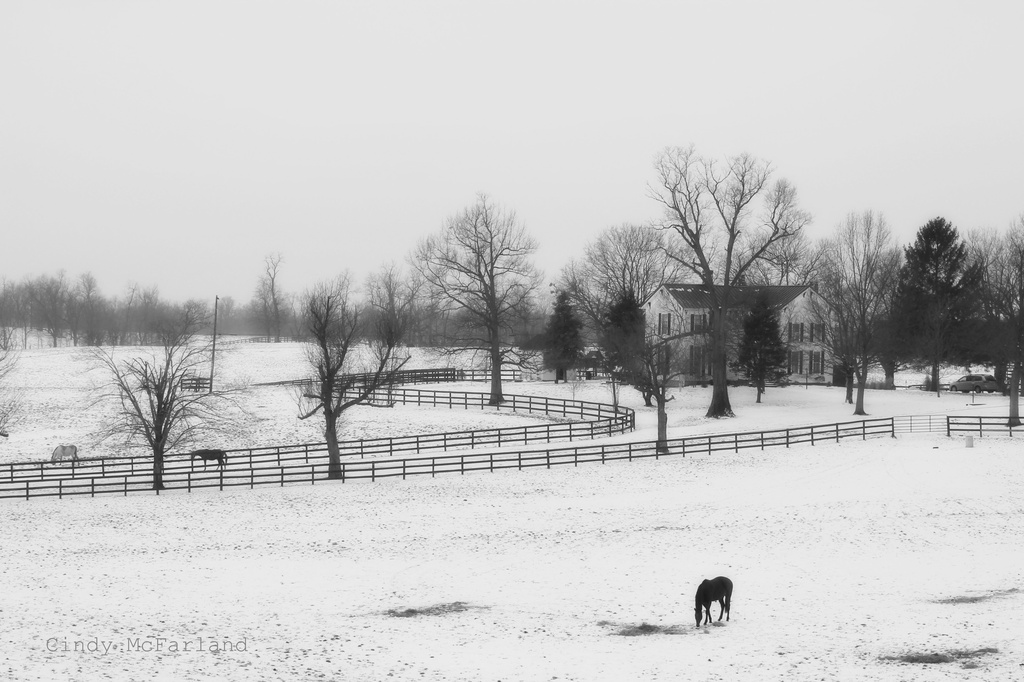 Grazing in the Snow by cindymc