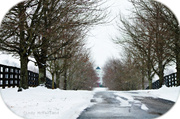 4th Feb 2013 - Snowy Drive