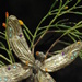 Jurasic dragonfly 365-35 by lifepause