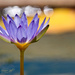 Waterlily by bella_ss