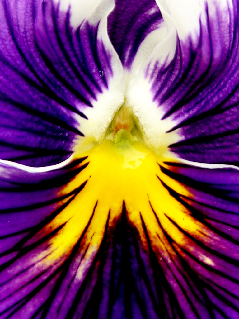 Pansy Swirl by denisedaly