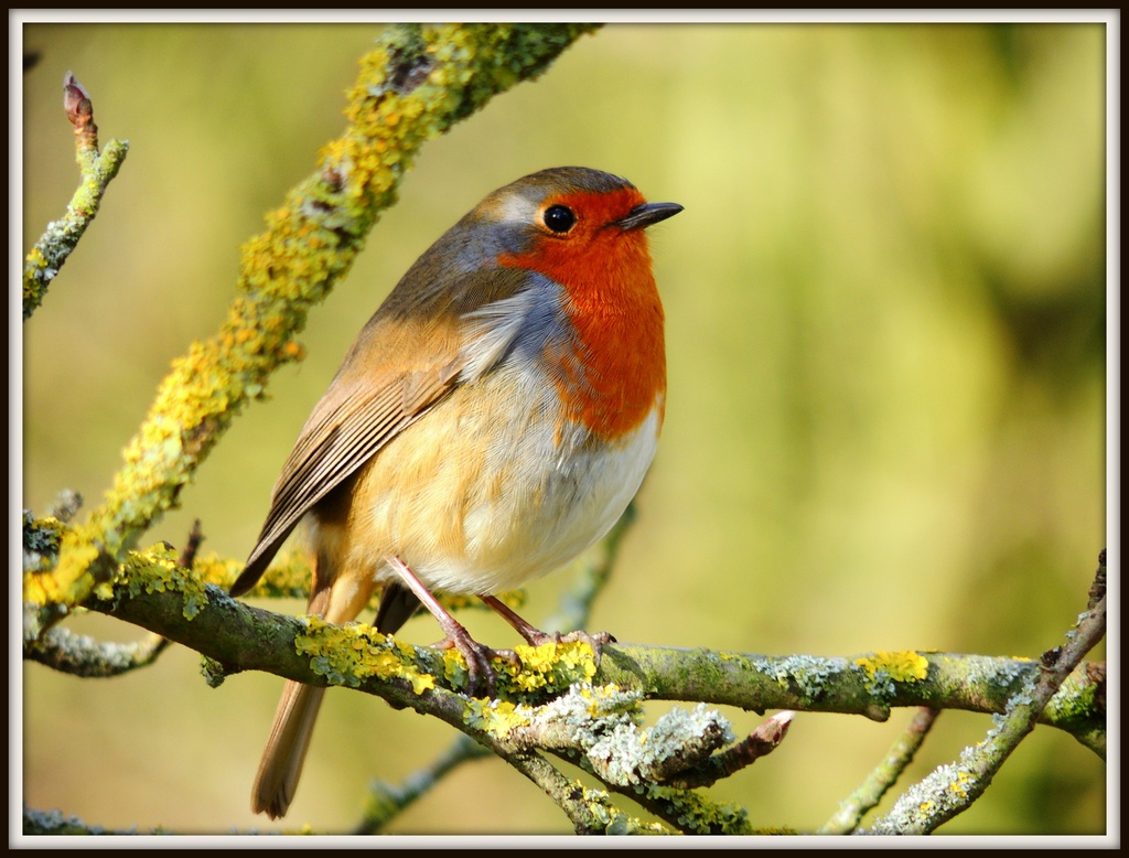 053 Another robin by rosiekind