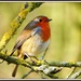 053 Another robin by rosiekind