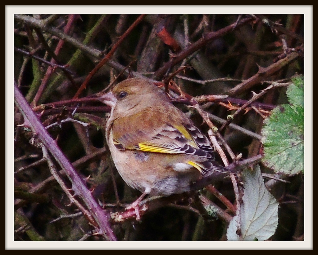 Greenfinch in the hedge by rosiekind