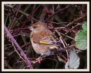 5th Feb 2013 - Greenfinch in the hedge