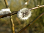 4th Feb 2013 - Pussy Willow