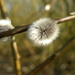 Pussy Willow by oldjosh