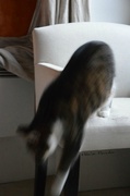 5th Feb 2013 - Just for fun: The blur cat