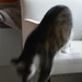 Just for fun: The blur cat by parisouailleurs