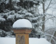 2nd Feb 2013 - Snow Cone