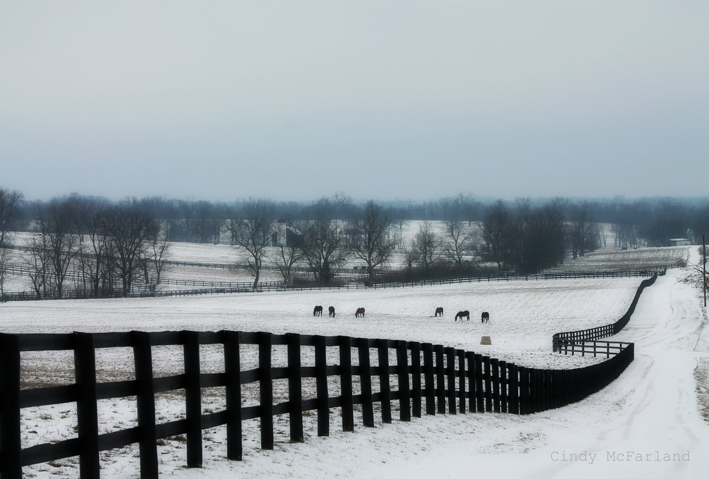 Snowy Lane by cindymc