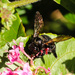 Chocolate Hawaiian Bee (OK, I made that up) by cdonohoue