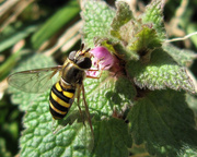 5th Feb 2013 - A Hover Fly!