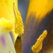 Inside my tulip by jankoos