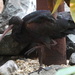 Puna ibis by kimmer50