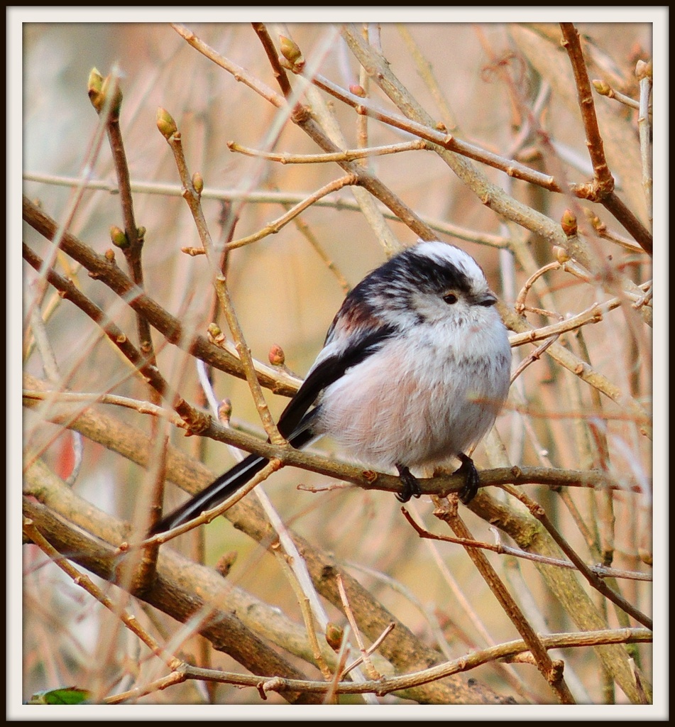 Long Tailed Tit by rosiekind