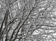 6th Feb 2013 - Snowy branches