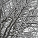 Snowy branches by tiss