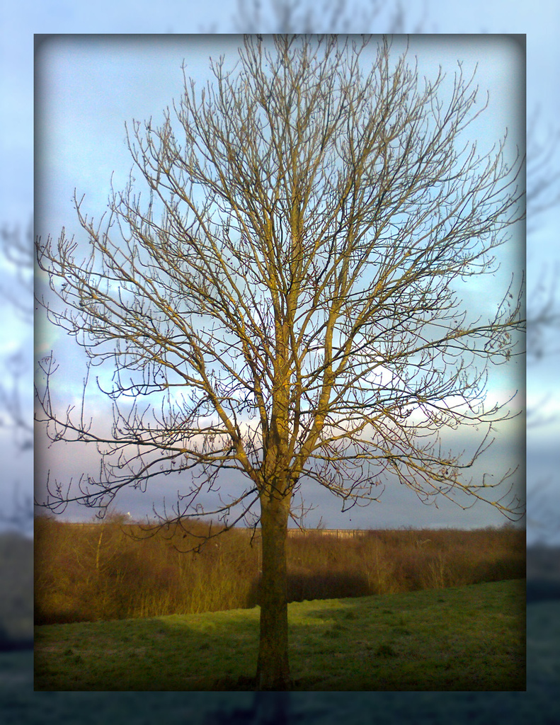 Lone tree by busylady