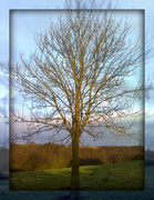 6th Feb 2013 - Lone tree
