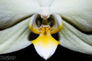 6th Feb 2013 - Orchid