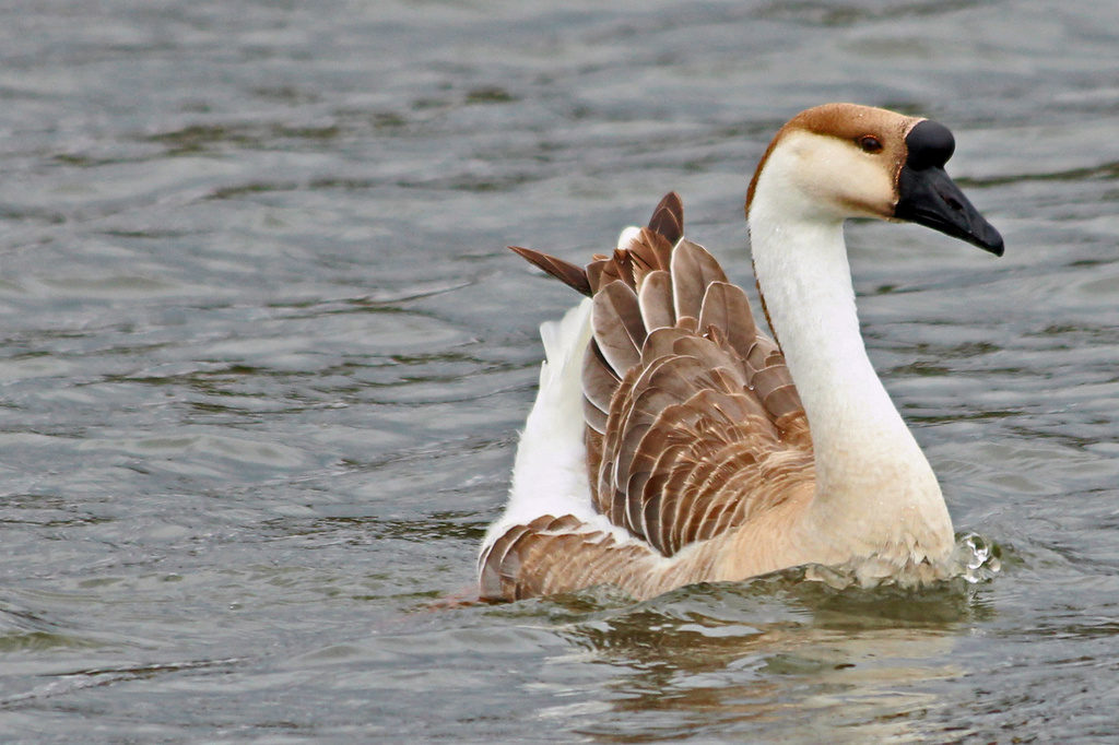 Chinese Swan Goose by milaniet