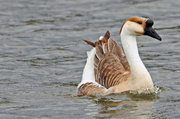 6th Feb 2013 - Chinese Swan Goose