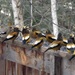 The Evening Grosbeak Gang by sunnygreenwood