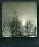 6th Feb 2013 - black tree polaroid