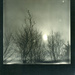 black tree polaroid by ingrid2101