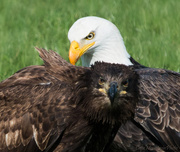 7th Feb 2013 - Eagle Portrait 