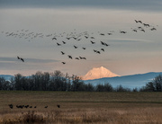 7th Feb 2013 - Geese Flying in the Late Afternoon Light 