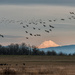 Geese Flying in the Late Afternoon Light  by jgpittenger