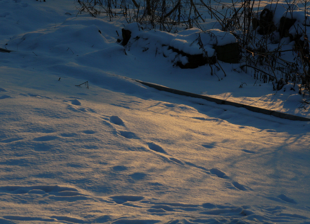 Setting sun gives a glow to the snow by mittens
